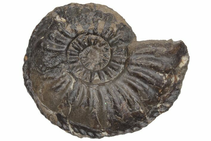 Jurassic Fossil Ammonite (Amaltheus) - United Kingdom #219948